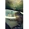 Books I've Fallen In Love With