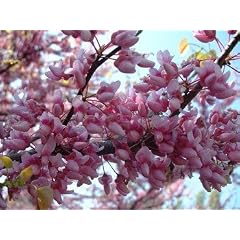 Judasbaum kanadisch - Cercis canadensis - Samen