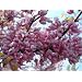 Judasbaum kanadisch - Cercis canadensis - Samen