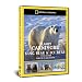 National Geographic: Planet Carnivore Box Set - King Bear/Ice Bear [DVD]