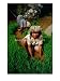 Rice Paddy Farmers., Tana Toraja, South Sulawesi, Indonesia Photographic Poster Print...