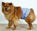 Pet Supplies : Pooch Pants Male Wrap - Medium