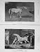 1908 Horses Grey Momus Trentham Sport Hayracks Stable