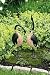Metal/Painted Geese Set of 2 - 30\