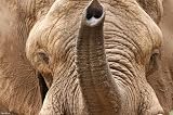 African Elephant (Head and Trunk) Art Poster Print - 13x19