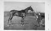 1906 Antique Photograph Horse Ascetic'S Silver Sport