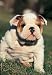 Bulldog 300 Piece Jigsaw Puzzle (07)