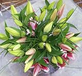Stargazer lilies
