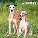 Whippets 2012 Square 12X12 Wall Calendar
