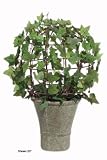 Ivy Bush Topiary