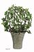 Ivy Bush Topiary