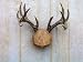 Texas European Mounts