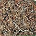 Lentil Sprouting Seeds -30 grams - Tasty nutty flavored