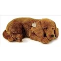 Perfect Petzzz Dachshund