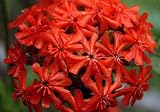 image link - - B002RO6WLS