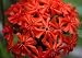 maltese24  - Maltese Cross Seeds Lychnis chalcedonica 1000 Seeds FREE