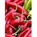 Red Fire Bar from Vosges