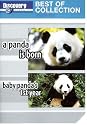 Discovery Channel - Best of Collection --  A Panda is Born / Baby Panda's 1st Year [DVD]