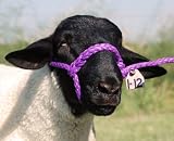 Weaver Leather POLY ROPE SHEEP HALTER,PURPLE