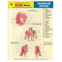 EXAMNotes for Muscular System (EXAMNotes)