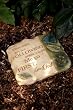 "Dear Child, It's Not Following" Seeds of Faith: Love Letters from God Stepping Stone