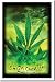 Marijuana Pot Leaf (It's 4:20 Somewhere) Flocked Blacklight Poster Print - 23" X 35"