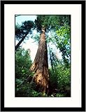 Great American Picture IS826123 Sequoia, California Framed Photograph - Frank Staub