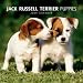 Kitchen & Housewares : Jack Russell Terrier Puppies 2009 Wall Calendar