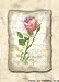 Annie Lapoint - Peace Rose Size 5x7 by Annie Lapoint. Size 5.00 inches width by 7.00 inches height. High Quality Art Poster Print