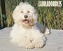 Just Labradoodles
