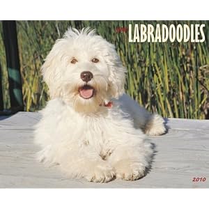 Just Labradoodles 2010 Calendar by Willow Creek Press