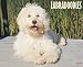 Just Labradoodles 2010 Calendar