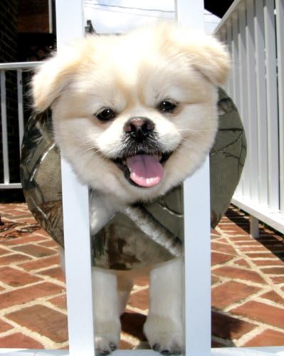 Puppy Bumper - Keep Your Determined Dog on the Safe Side of the Fence - Ultra Camo - up-to-10"