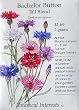 Bachelor Button Tall Blend Heirloom Seeds 300 Seeds
