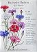 Bachelor Button Seeds Tall Blend (Lawn & Patio)