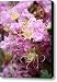 Pink Crepe Myrtle Closeup Canvas Print / Canvas Art - Artist Carol Groenen