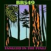 Tangled in the Pines