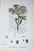 Botany Plants C1902 Common Cow Parsnip Heracleum Colour