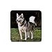 Alaskan Malamute Rubber Square Coaster (4 pack)