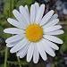 1,000 Seeds, Daisy "Ox-Eye" (Chrysanthemum leucanthemum) Seeds By Seed Needs