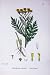 Botany Plants C1902 Common Tansy Chrysanthemum Flowers
