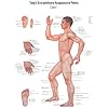 Akupunkturtafel Chart 1 Tung's Extraordinary Acupuncture Points on the regular channels