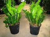 Zamioculcas Zamiifolia 'ZZ' 10" Pot, 28-32"
