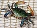 6 inch Maryland Blue Crab Beach Tiki Bar Wall Decor