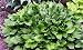 Stirfry Hosta