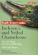 Jackson's and Veiled Chameleons