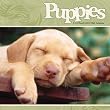 Puppies 2013 Wall Calendar