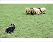 Photographic Prints of DOG - Border Collie with sheep, working sheepdog from Ardea Wildlife Pets