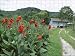 Photo Jigsaw 16x12 (40x30cm) Flowers at Sungai Palas Tea Estate by Robert Harding