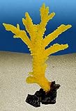 ACROPORA GRANDIS gelb